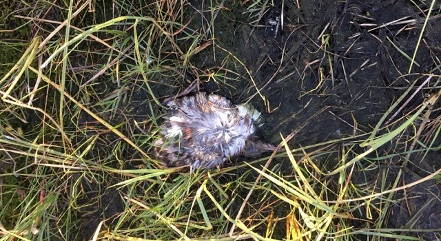 В России исчезло Солнце: ученые не могут разгадать феномен