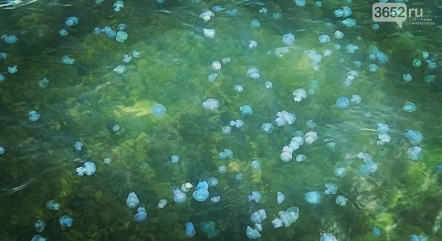 В Крыму началось «нашествие» жутких медуз