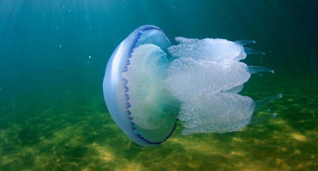 В Крыму началось «нашествие» жутких медуз