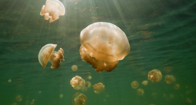  ������ �������������� ���������� �������� ����� ���� 