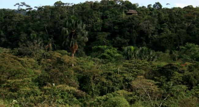 В лесах Амазонии нашли единственного выжившего туземца