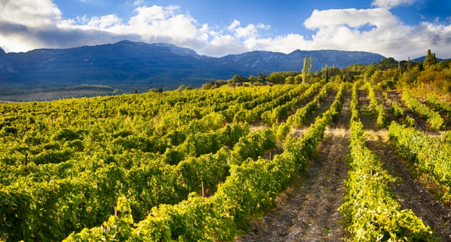 70% зеленого покрова исчезло: Грымчак рассказал о катастрофической ситуации в Крыму 70% зеленого покрова исчезло: Грымчак рассказал о катастрофической ситуации в Крыму