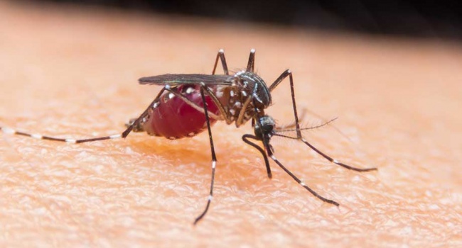 В Украине обнаружили больного с африканской смертельной малярией