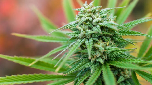 В Закарпатской области полиция нашла марихуану на 39 млн гривен