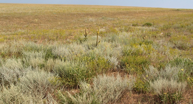 Из-за химической катастрофы в Крыму начали погибать животные