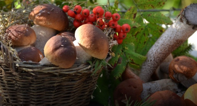  С начала года в Украине умерли 11 человек после отравления грибами