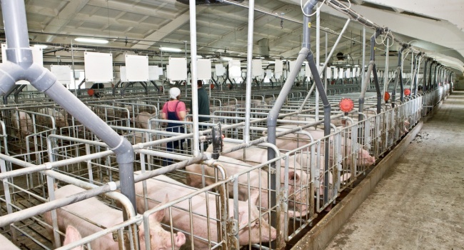 Фермер из Австрии открывает в Украине свинокомплекс