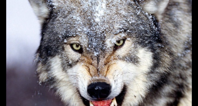 В Тернопольской области на женщину напал волк