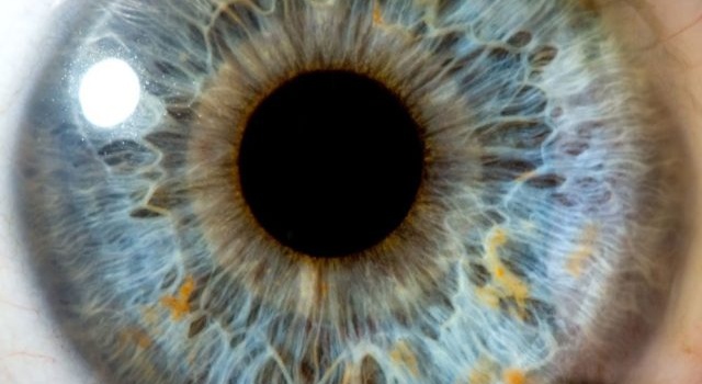 Ученым удалось вырастить сетчатку глаза