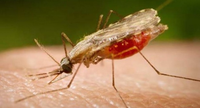 В Харькове зафиксирован восьмой случай малярии за последний год