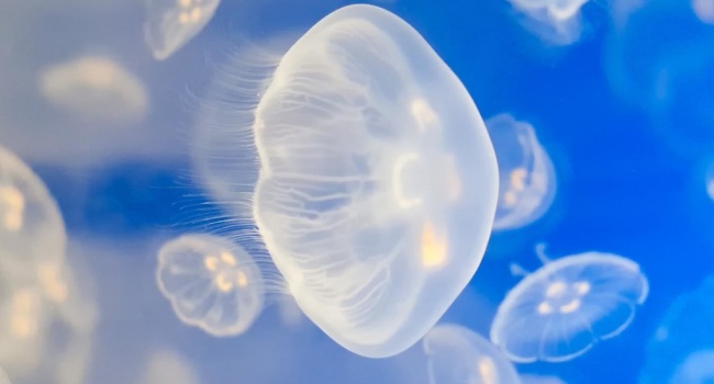 Китайские учёные обнаружили древних медуз