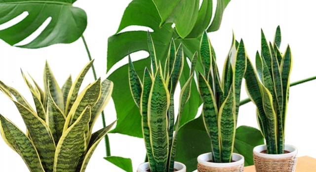 Ученые назвали три комнатных растения, улучшающих здоровье