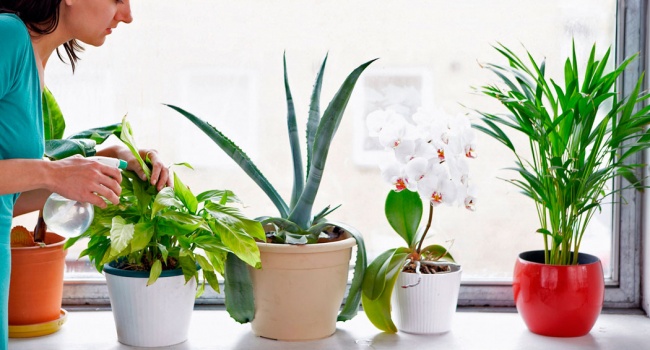 Эксперты составили рейтинг самых полезных для здоровья комнатных растений