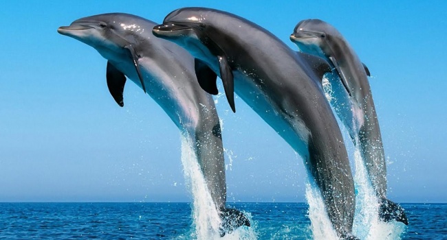 Супрун рассказала всю правду о дельфинах