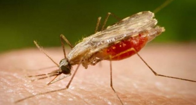 В Ивано-Франковской области зафиксирован случай заболевания малярией