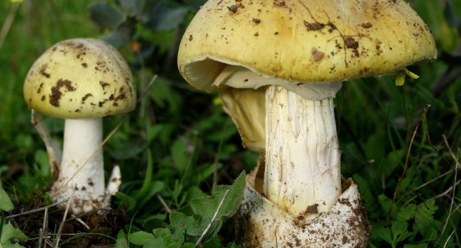 Пять человек отравились грибами в Запорожской области
