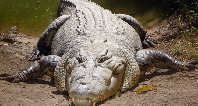 В Африке нашли новый подвид крокодилов