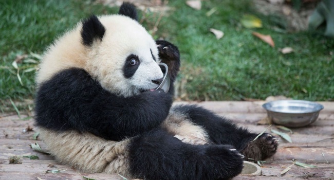 В Китае запретили фотографирование с пандами