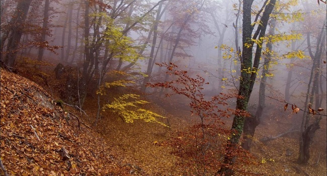 Туман накроет всю Украину, - синоптик уточнила прогноз