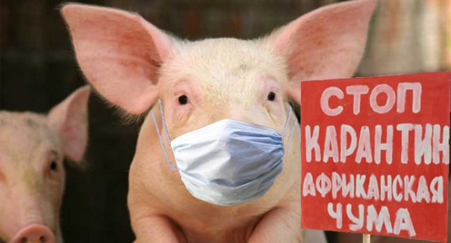 Испанцы создадут вакцину от африканской чумы свиней