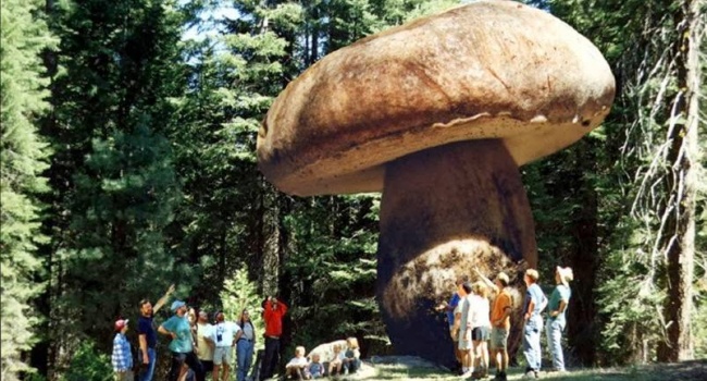 В США нашли древний «медовый гриб»