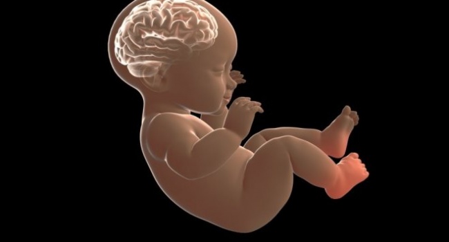 Учёные создали прототип детского мозга