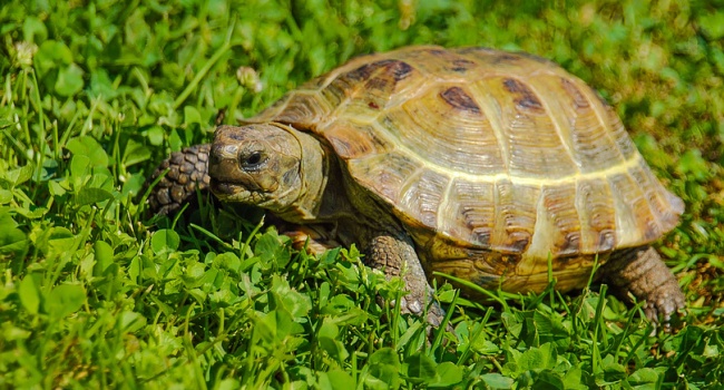 Учёные создали протез для черепахи