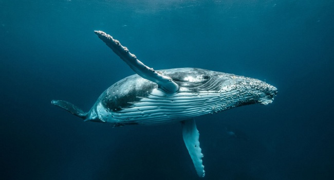 У китов свои «хиты»