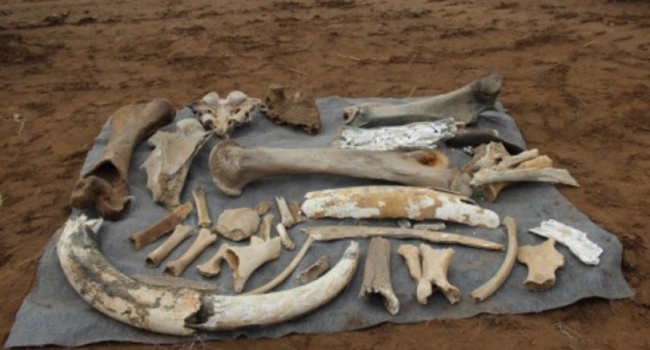 В России найдены останки мамонта с сокровищем внутри