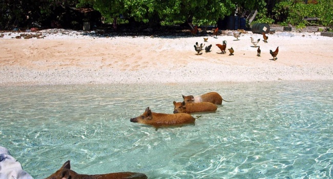 Уникальный остров свиней становится очень популярным среди туристов