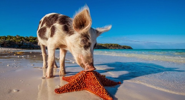 Уникальный остров свиней становится очень популярным среди туристов