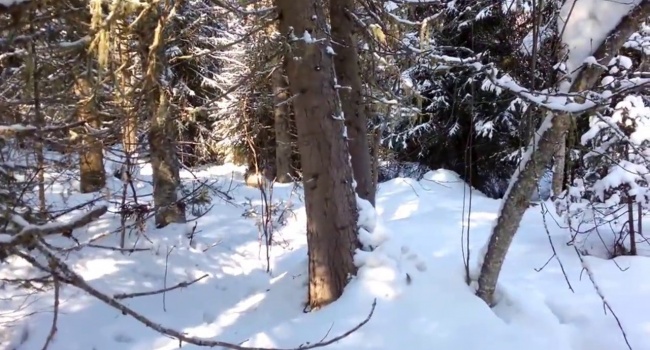 ����: replyua.net