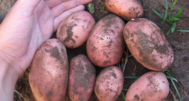  ����� �������� ������ ������ ���� �������� ������ 