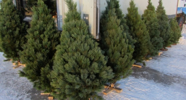 ������ ���� � ����� - ������� �����?