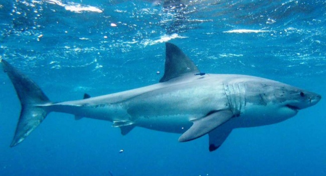 У побережья Австралии зафиксировано еще одно нападение акулы на человека