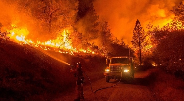 Новый Хатико: собака месяц ждала хозяев на пепелище дома, сгоревшего от лесных пожаров в Калифорнии