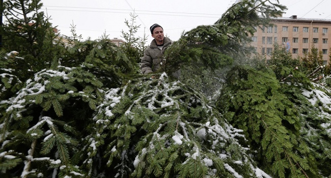 В Украине не будут проверять качество елок 
