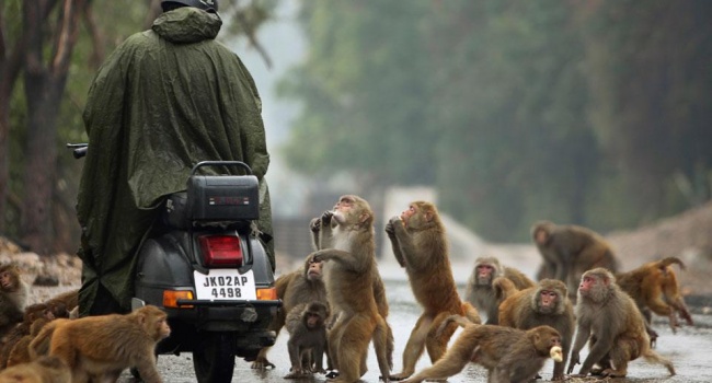 Индийскую столицу атаковали обезьяны