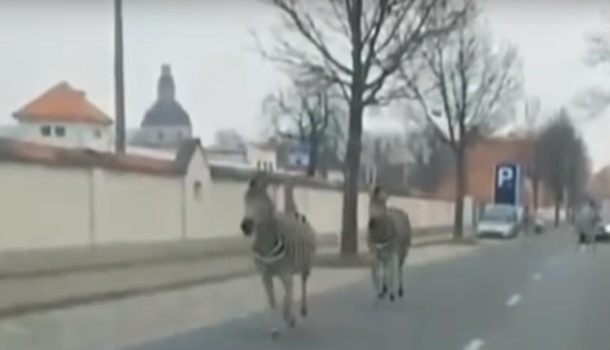 Четыре зебры сбежали из цирка в Дрездене