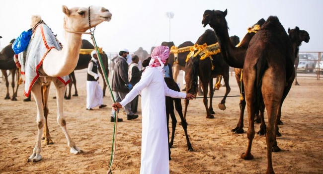 В ОАЭ провели конкурс верблюжьей красоты