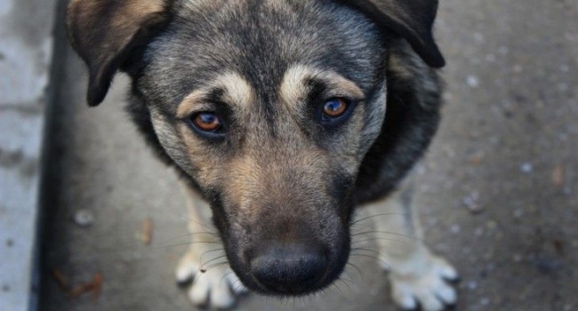 Засунула собаку в пакет и била им об бетон: на Днепропетровщине вынесли приговор пенсионерке за жестокое обращение с животными