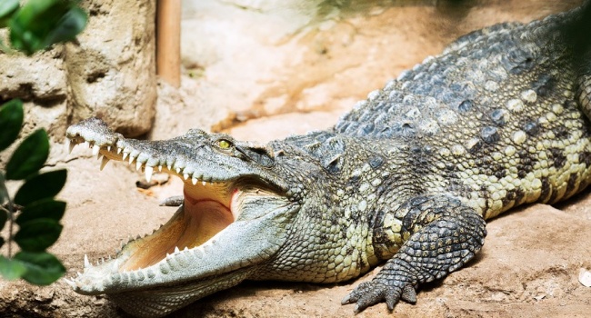 В Индонезии крокодил съел биолога