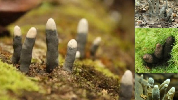 В сети рассказали о самых уникальных грибах на планете