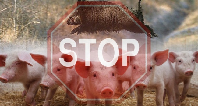 На стихийной свалке Харькова обнаружены трупы свиней, зараженный африканской чумой