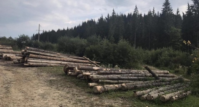 В Украине сокращается незаконная вырубка леса
