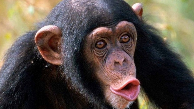 В Северной Ирландии три обезьяны бежали из зоопарка, предварительно соорудив лестницу