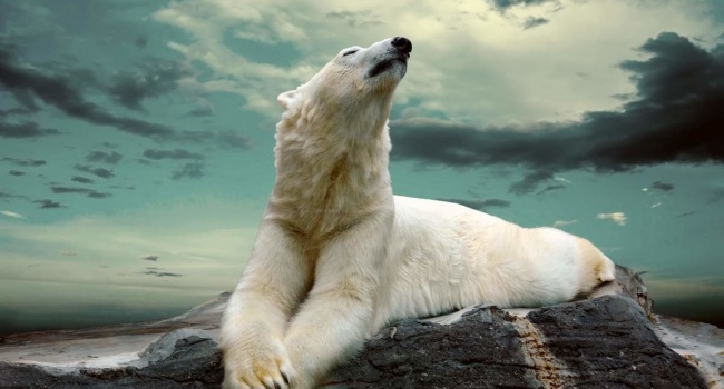 Атака белых медведей: в сети выложили видео из России