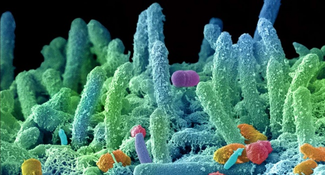 Ученые обнаружили в организме человека 2000 новых бактерий