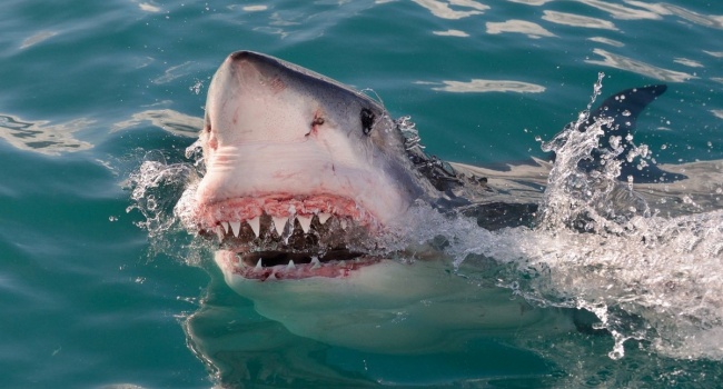Ученые: исчезновение больших белых акул полностью меняет экосистему