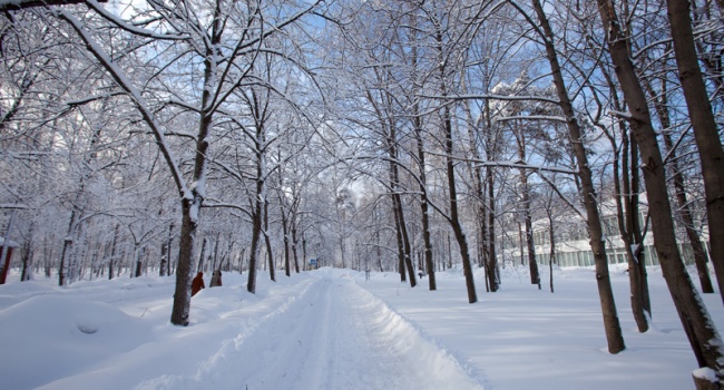Морозно и много снега: синоптики рассказали о погоде